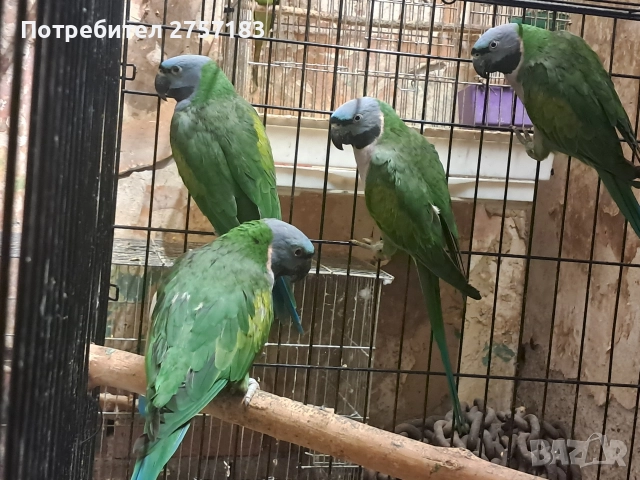 продавам папагали китаиски александар 2023 г 3 женски, снимка 2 - Папагали - 52755430