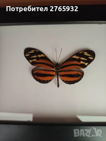 Истински Пеперуди в рамка, снимка 9 - Декорация за дома - 49843881