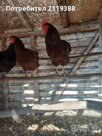 Родайланд на 7 м 2 бр, снимка 2 - Кокошки и пуйки - 52773732