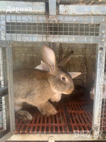 Зайци 6 месеца., снимка 4 - Други - 53534770