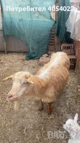 Продава се коза