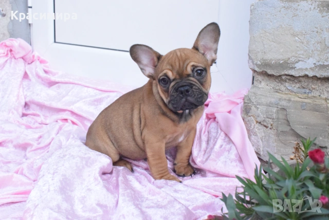 Женско френско булдоче