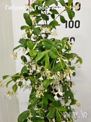 Звездовиден жасмин , снимка 3 - Градински цветя и растения - 50369810