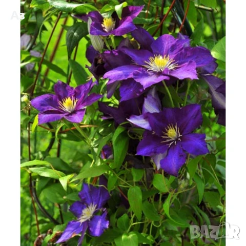 Продавам семена на Клематис - тъмно син и розов, български сорт, снимка 11 - Сортови семена и луковици - 50887014