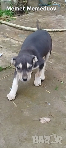 Пинчери Момче и момиче , снимка 3 - Пинчер - 52918894