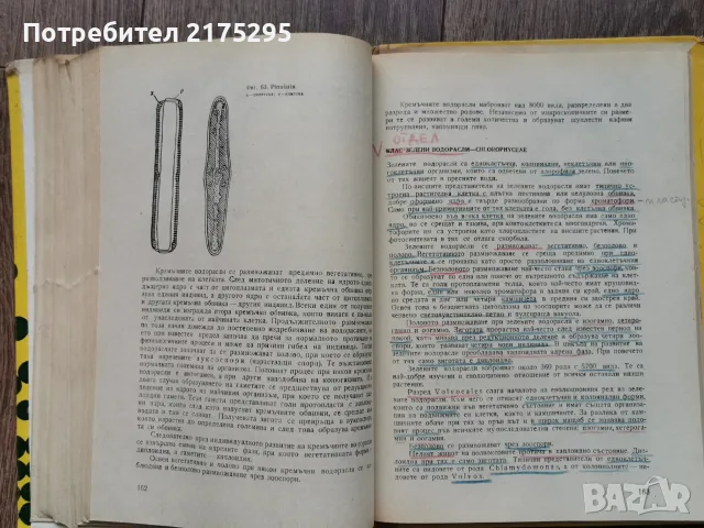 Ботаника - Земиздат -Г.Георгиев, 1973г., снимка 8 - Учебници, учебни тетрадки - 56225154