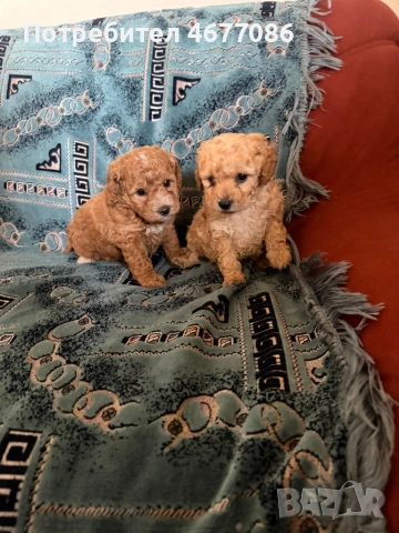 Той пудел момче и момиченце, снимка 5 - Пудели - 53731253