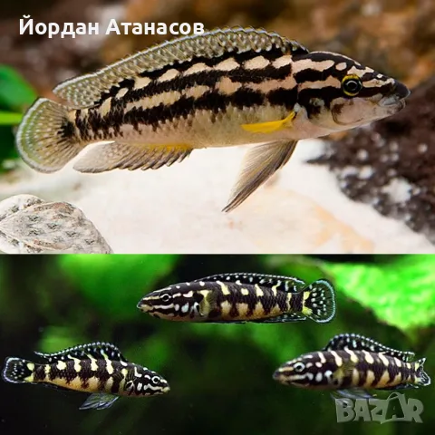 Рибки Julidochromis transcriptus
