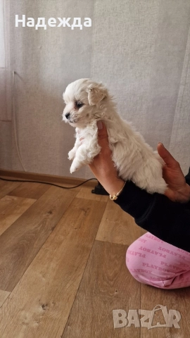 "Малтийска болонка", снимка 5 - Болонка - 52730178