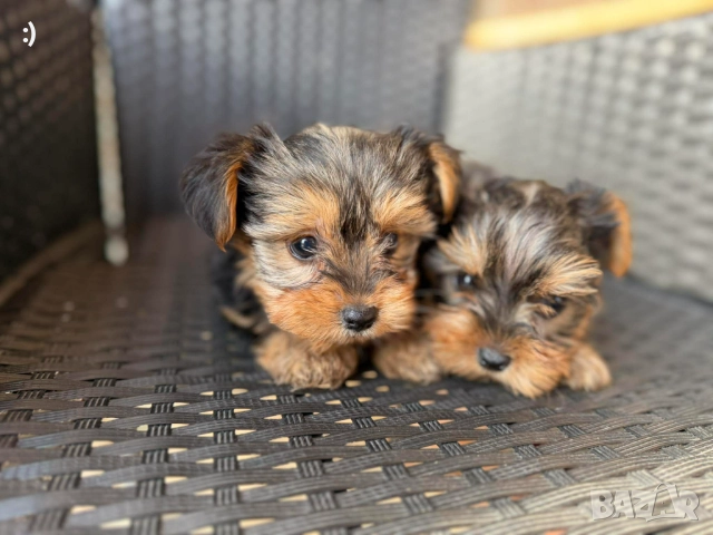 Мини Йоркширски териер Актуално от 4.1.2026, снимка 6 - Йоркширски териер - 52971772
