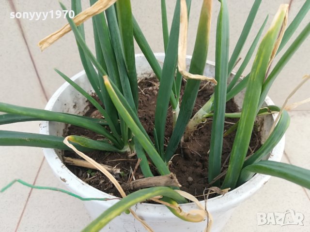 лук в саксия с пръст-за дома терасата 2102241331, снимка 8 - Стайни растения - 44399041