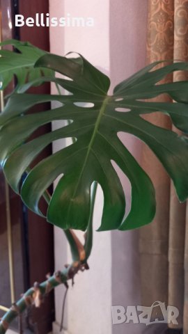 Филодендрон Монстера Делициоза , снимка 1