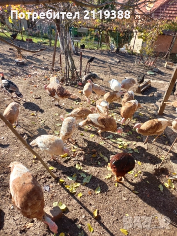 Пуйки на 7 месеца.1бр Мъжки и 4бр женски, снимка 5 - Кокошки и пуйки - 52678683