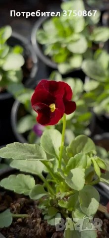 ❤️🌿🌸 Мини теменужки микс (Viola Superba Mini), снимка 9 - Градински цветя и растения - 56120428