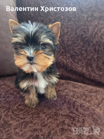 йоркширски териер йорки мини, снимка 4 - Йоркширски териер - 53497507