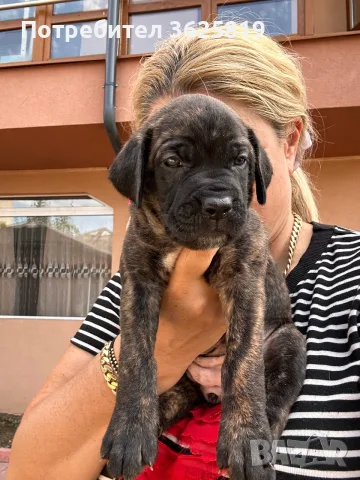 Кане Корсо - Cane Corso кученца, снимка 3 - Кане корсо - 55834113