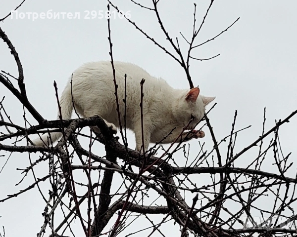 бяло коте, британска късокосмест, 9 мес., снимка 7 - Британска късокосместа - 53301077