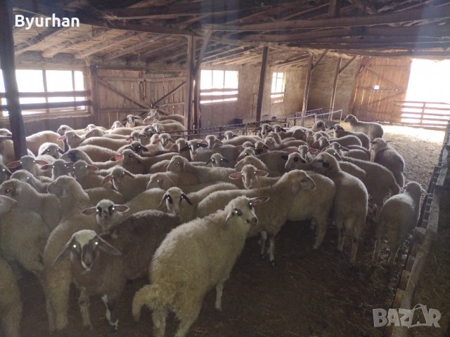 Продавам агнета