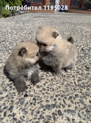 Померански шпиц,мини Померан и Померан джудже, снимка 4 - Померан - 38814242
