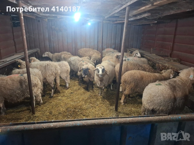 продавам 17бр овце , снимка 2 - Овце - 53026618