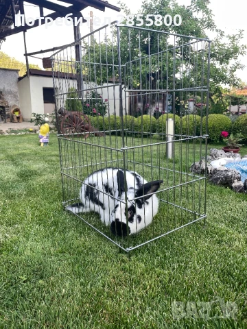 Зайци, снимка 2 - Други животни - 50558128