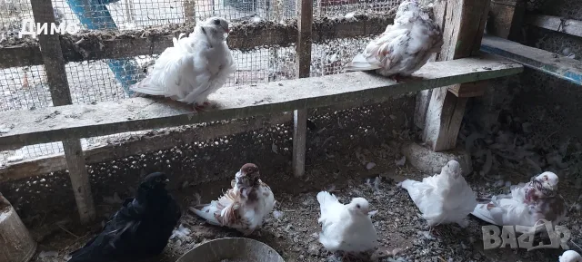 Китайски чайки, много добри