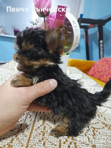 Мини Йоркширски териер, снимка 3 - Йоркширски териер - 47732082