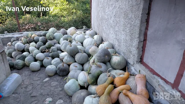 Продавам Бели тикви, снимка 3 - Домашни продукти - 56348085