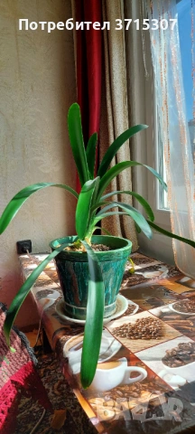 Китайска роза два броя,кливия, снимка 4 - Стайни растения - 53837775