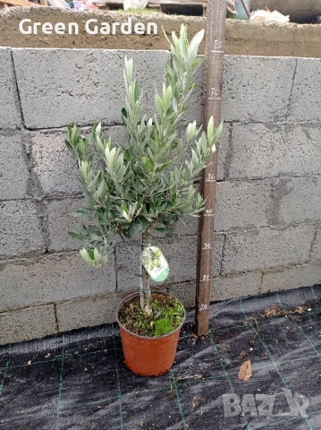 Маслина - Европейска, снимка 2 - Градински цветя и растения - 52360182