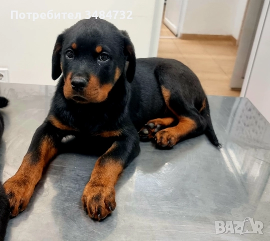 Мъжко ротвайлерче