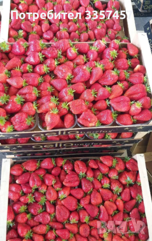 Prodavam korencheta celogodishni qgodi sort Monterei, снимка 10 - Разсади - 44673077