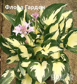 ХОСТА, АСТИЛБЕ - Коренища/ ПРЕДВАРИТЕЛНИ ПОРЪЧКИ, снимка 11 - Градински цветя и растения - 49488937