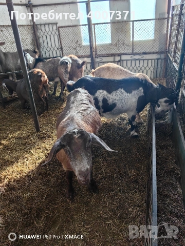 Англонубийски кози и пръч, снимка 5 - Кози - 52928138