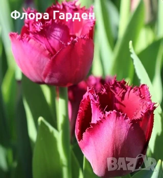 Луковици ЛАЛЕТА И ДРУГИ, снимка 12 - Сортови семена и луковици - 50970511