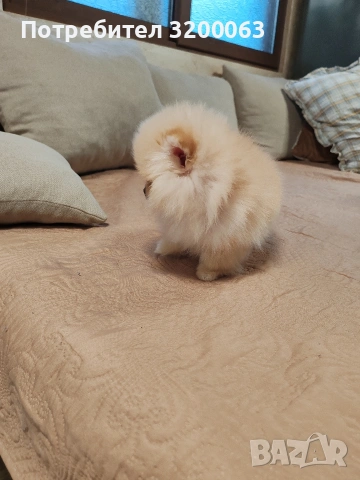 Померанчета мини женски , снимка 9 - Померан - 53249300