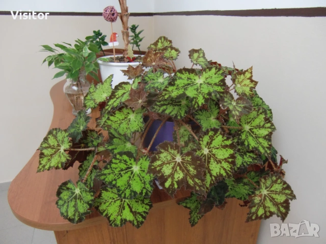 дигитална камера Casio EX-H10  12мРх, снимка 14 - Фотоапарати - 53178045