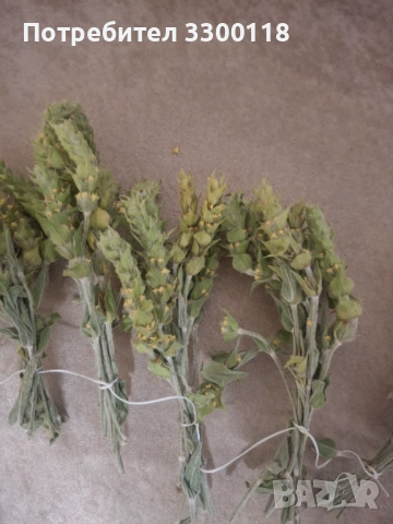 Мурсалски чай