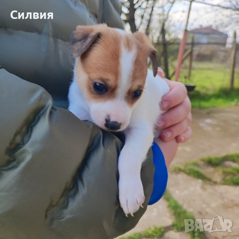 Кученца Джак Ръсел , снимка 7 - Джак ръсел териер - 52787646