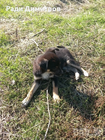 ПОДАРЯВАМ КУЧЕНЦА, снимка 9 - Други - 52297955