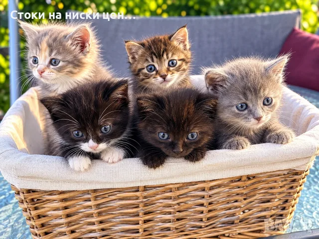 Подарявам 5 малки котета на грижовни стопани ❤️