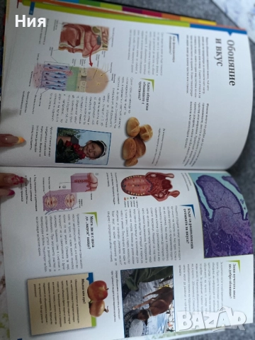 Човекът- книга за човешкото тяло, снимка 5 - Енциклопедии, справочници - 51647953