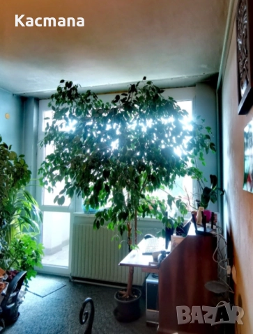 Цвете, Бенджъмин, Фикос, цветя, домашницветя