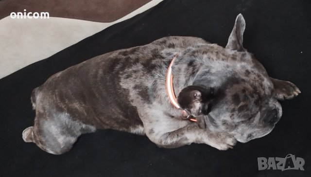 Френски булдог ,мерле -за разплод, снимка 5 - Френски булдог - 44239213