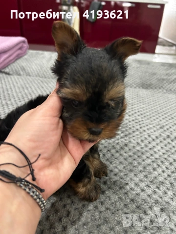 мини йоркширски териер, снимка 4 - Йоркширски териер - 53255652