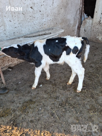 Продавам 3 бр.телета