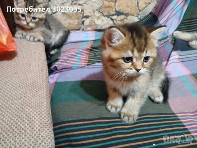 британска чинчила с родословие 600лв , снимка 2 - Британска късокосместа - 53013627