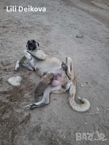 Кученца на 50 дни ,кръстоска между майка Кангал и  баща БОК,готови за новите си стопани . , снимка 2 - Кангал - 55792831