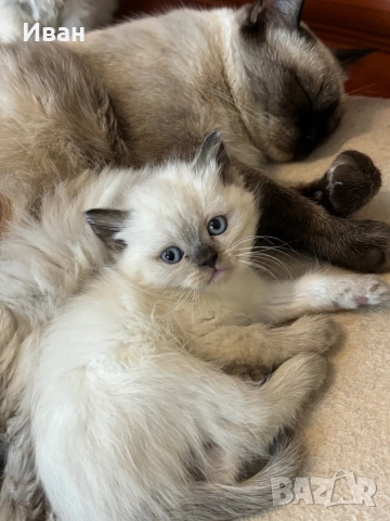 Породисто котенце, снимка 1