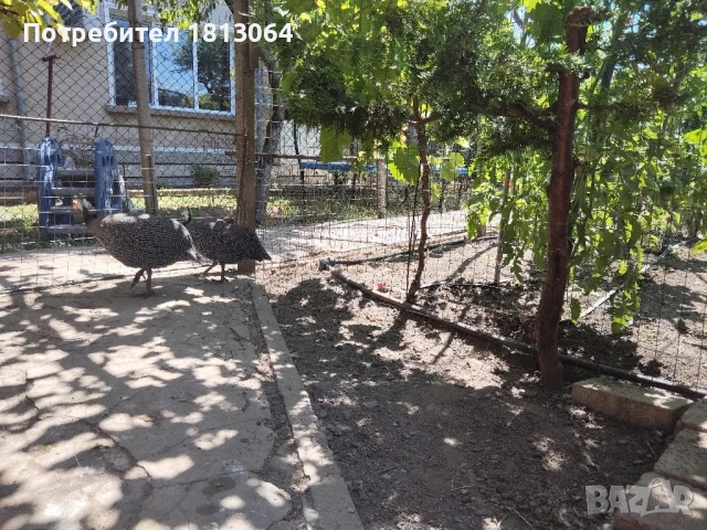 токачки , снимка 3 - Кокошки и пуйки - 50897462